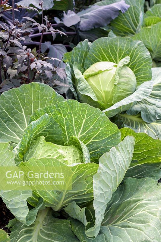Brassica olercea - White Cabbage 'Samarsh'- RHS Hampton Court  Flower Show 2017 - RHS Kitchen Garden - Designer:Juliet Sargeant - Builder:Sandstone Design