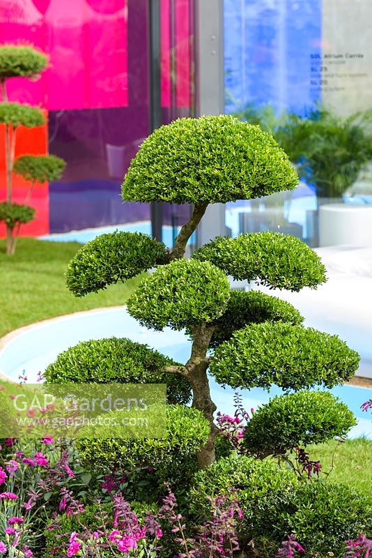 Cloud topiary, Ilex crenata, underplanted with Agapanthus and Salvia, GRP seating surrounded by a circular rill, hydroponic salad towers, with a backdrop of coloured acrylic panelling - Journey of Life - RHS Hampton Court Palace Flower Show 2017. Designer: Edward Mairis. Sponsor: Xardin Gardens