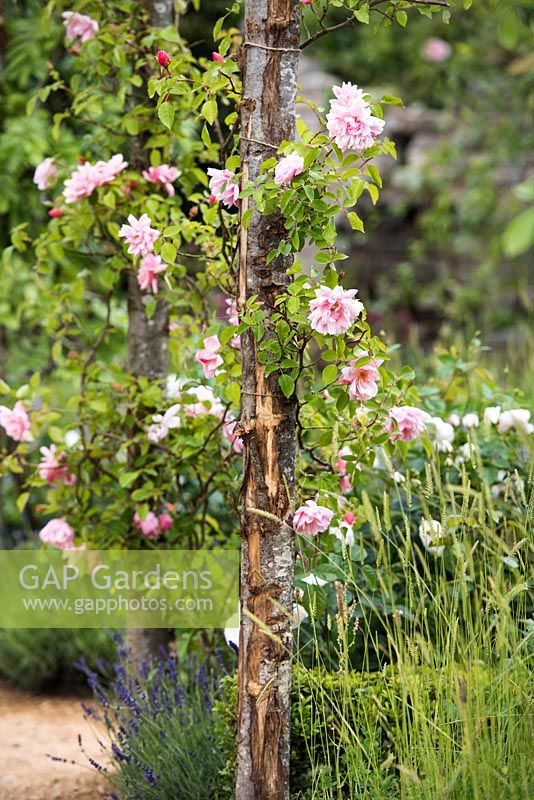 Rambling Rose 'Albertine' on wooden pergola underplanted with Lavandula next to the path.  Romance in the Ruins Garden - BBC Gardeners World Live Flower Show 2017