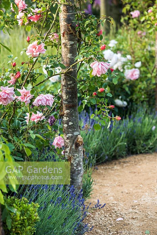 Rambling Rose 'Albertine' on wooden pergola underplanted with Lavandula next to a path.  Romance in the Ruins Garden, BBC Gardeners World Live Flower Show 2017