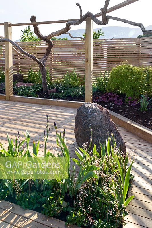Garden as an art installation with Saxifraga x urbinum and Iris germanica next to stone boulder and large tree sculpture, framed with oak slatted fence panels - RHS Malvern Spring Festival 2017
