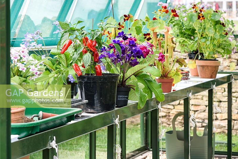 Greenhouse with Flowers and Pepper Plant in pots - Health and Wellbeing Garden - RHS Malvern Spring Festival 2017