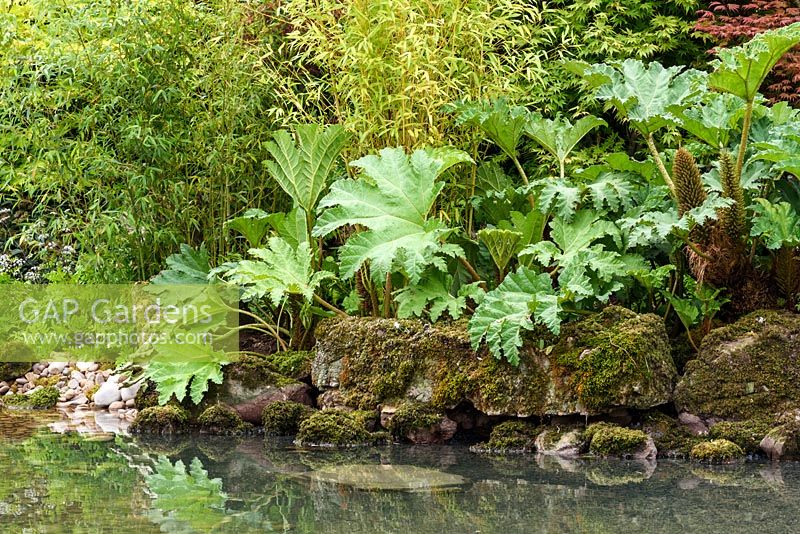 Detail of Japanese style garden with bamboo  Phyllostachys aurea,and Gunnera manicata surrounding large pond - 'At One With...A Meditation Garden' - Howle Hill Nursery, RHS Malvern Spring Festival 2017 