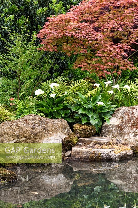 Japanese style garden with Acer palmatum, ferns  and  Zantedeschia aethiopica surrounding a pond with boulders - 'At One With...A Meditation Garden' - Howle Hill Nursery, RHS Malvern Spring Festival 2017
