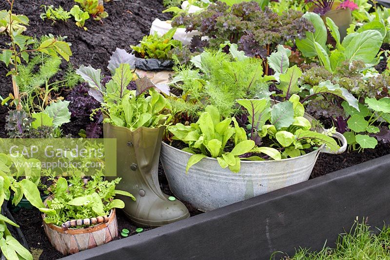 Lettuce, mustard and kale in original planters such as rubber boot - School Gardens - RHS Malvern Spring Festival 2017