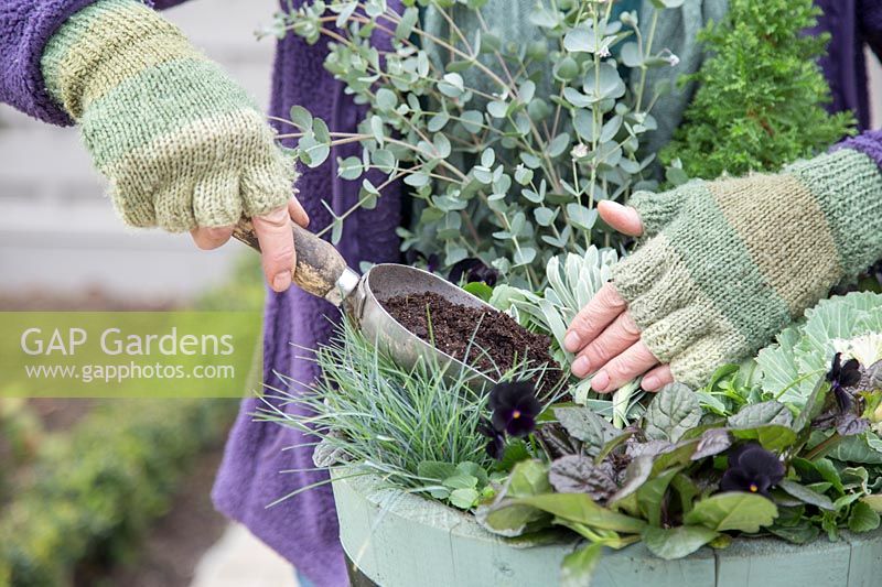Woman adding compost to fill in among plants in Winter interest container