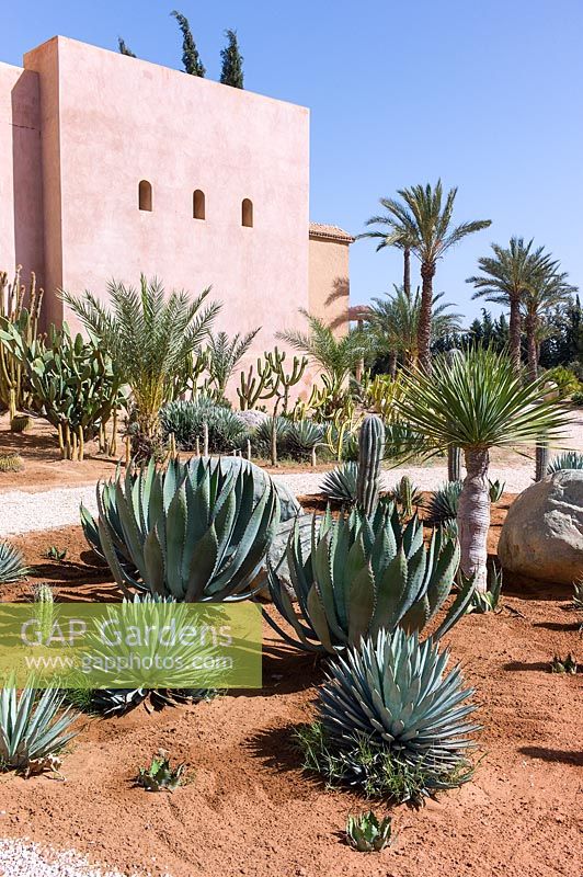 Contemporary dry, desert garden with cacti and succulents. Palais Claudio Bravo, Taroudant, Morocco