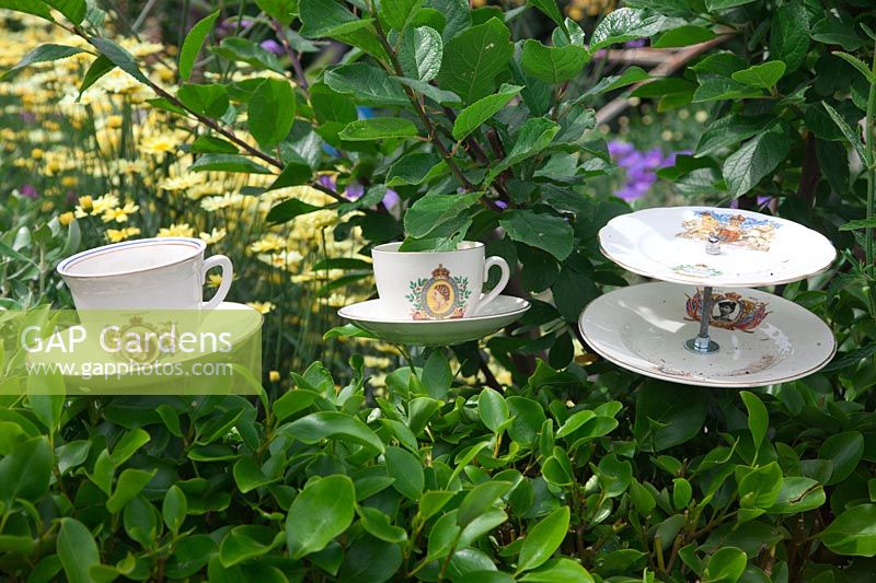 Bone china Royal cups and saucers decorate the Griselinia littoralis hedge - Driftwood