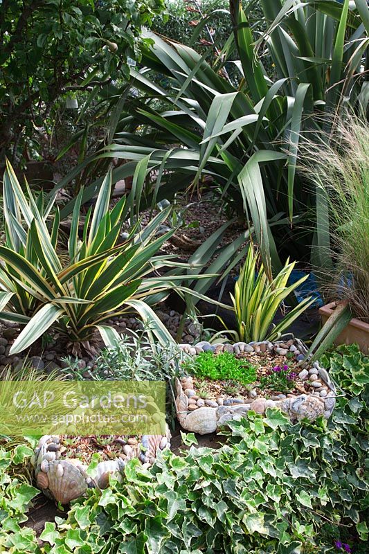 Shell containers filled with Sempervivums and surrounded by Ivy, Carex, bronze Phormium and Yucca gloriosa.