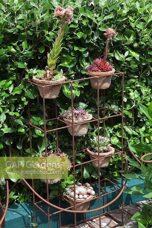 A collection of Sempervivums in small terracotta pots on a rusted stand in front of Griselina littoralis hedge.