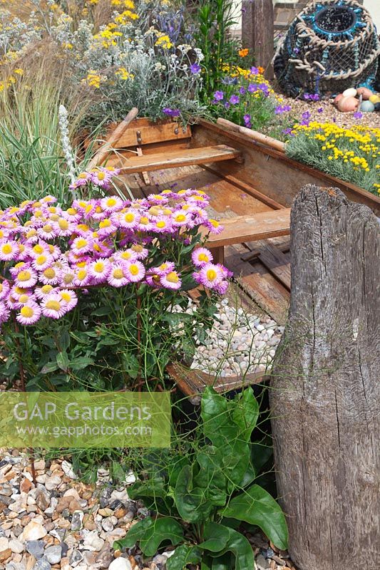 Seaside themed front garden with old rowing boat surrounded by  coastal plants including Erigeron 'Pink Jewel', Cineraria 'Silver Dust', Santolina 'Lambrook Silver' and decorated with driftwood sculptures and  lobster pots.