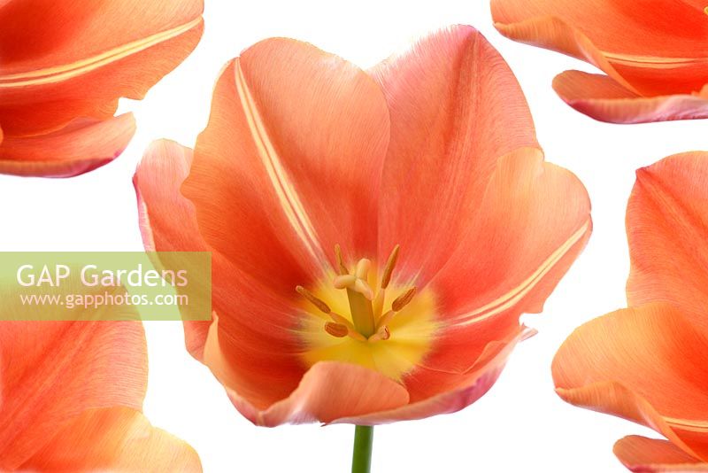 Tulipa  'Stunning Apricot'  Tulip  Single Late Group  Composite picture  April