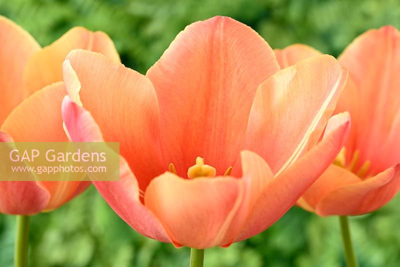 Tulipa  'Stunning Apricot'  Tulip  Single Late Group  April