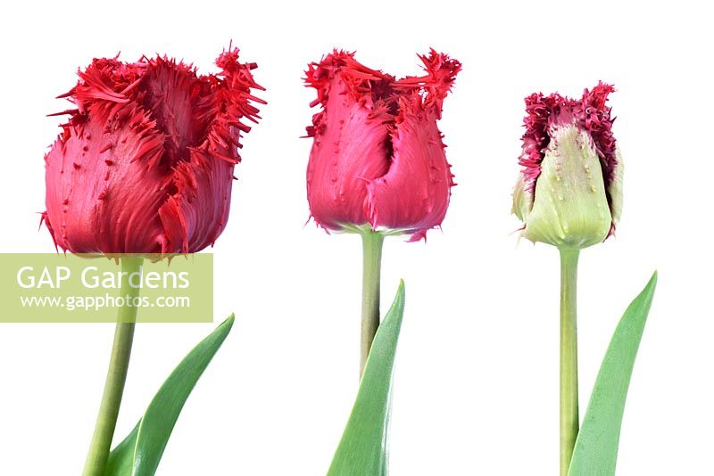 Tulipa  'Barbados'  Tulip  Fringed Group  April