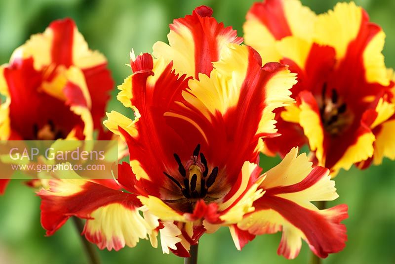 Tulipa  'Flaming Parrot'  Tulip  Parrot Group  April