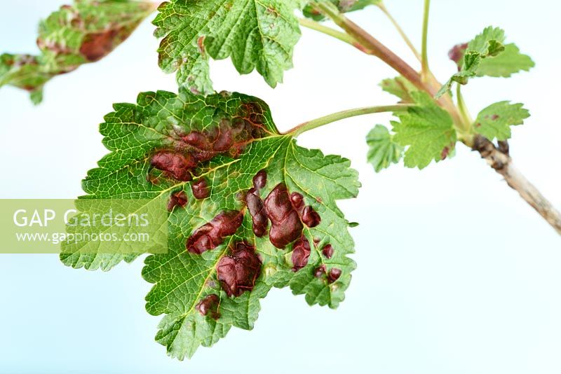 Ribes rubrum  Redcurrant  Leaves affected by currant blister aphid Cryptomyzus ribis  May