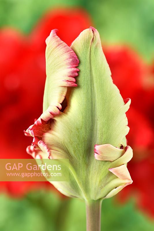 Tulipa  'Garden Fire'  Tulip  Parrot Group  Flower bud  April