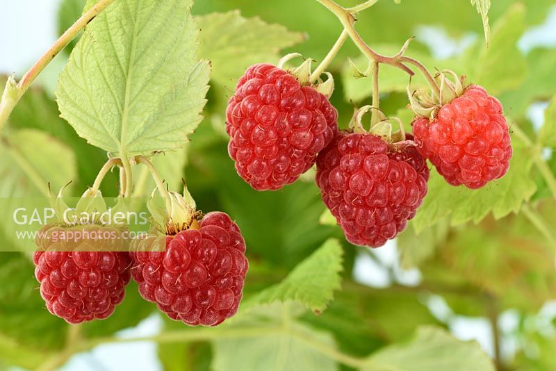 Rubus idaeus  Ruby Beauty - 'Nr7'  Raspberry  Compact dwarf thornless raspberry  June