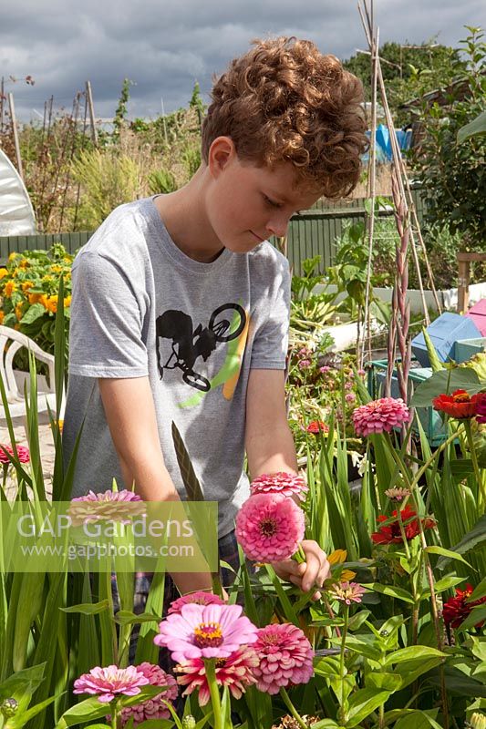 Boy cutting Zinnias for cut flowers on allotment