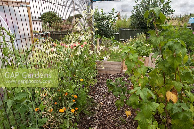 Interior of soft fruit cage, with Nicotiana, sweet peas and Calendulas
