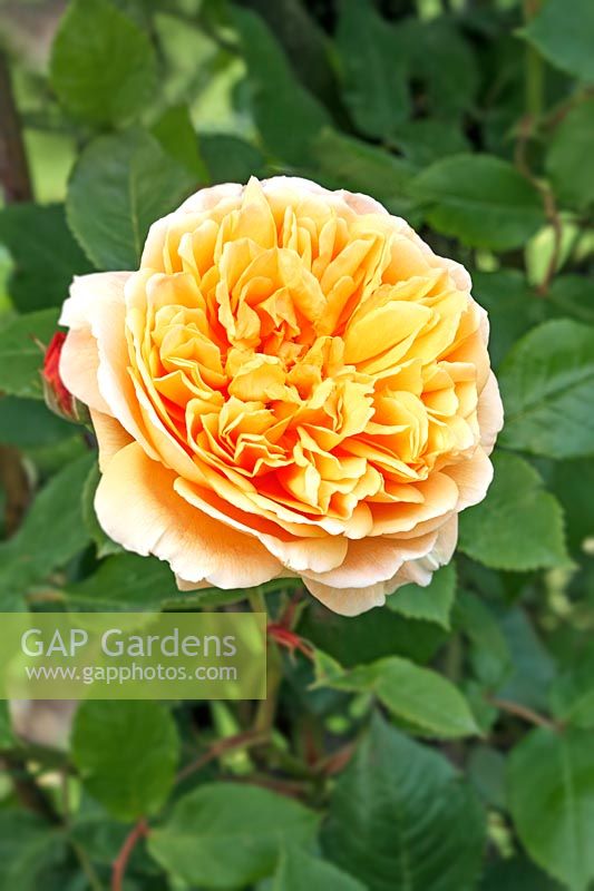 Rosa 'Crown Princess Margareta' English Rose - David Austin Rose Garden, Wolverhampton, UK