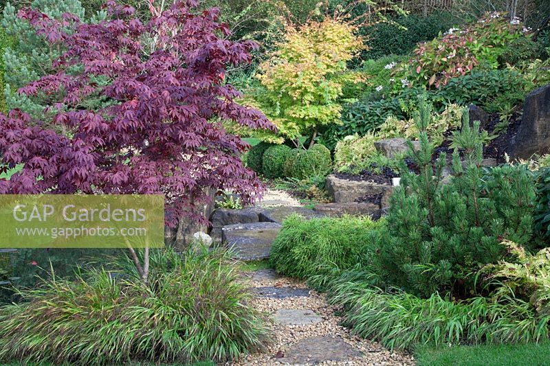 Japanese style garden  with lake, waterfall, stone outcrops, Acers including Acer 'Bloodgood'  and Pinus underplanted with Hakonechloa macra, cloud pruned Box, Viburnum davidii - Brightling Down Farm