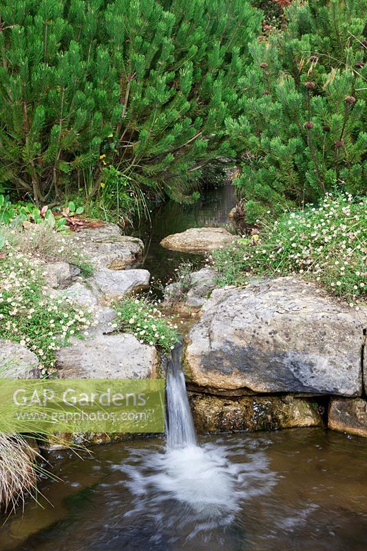 Waterfall meanders through Pinus and stone outcrops clothed with Erigeron karvinskianus
