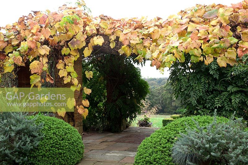 Vitis coignetiae scrambles over pergola with Wiisteria foliage beneath, guarded by large Buxus sempervirens domes.Lotus hirsutus and  Helictotrichon sempervirens - blue oat grass - Brightling Down Farm