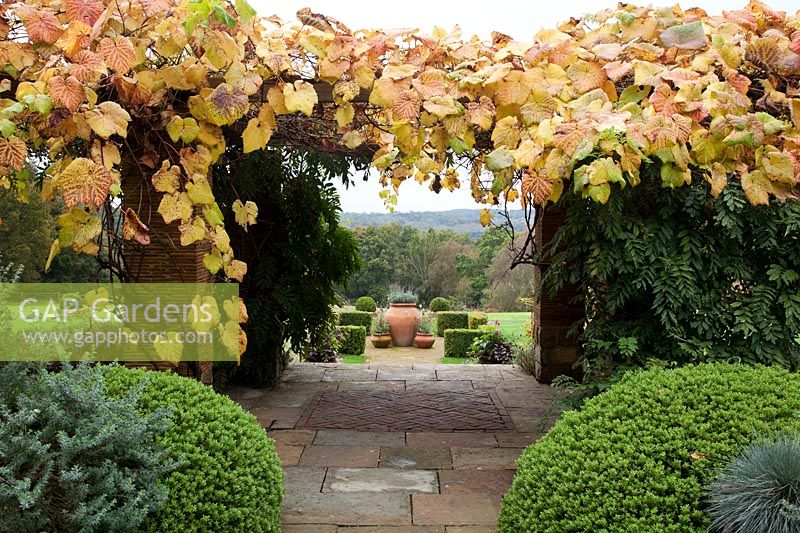 Vitis coignetiae scrambles over pergola with Wiisteria foliage beneath, guarded by large Buxus sempervirens domes. Lotus hirsutus and  Helictotrichon sempervirens - blue oat grass - Brightling Down Farm