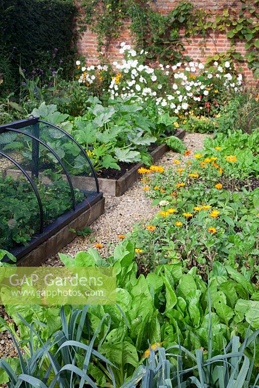 Walled kitchen garden in October.  Marigolds tumble over raised beds with late crops of Courgettes,  Perpetual Spinach, Leeks and Strawberries under protective frame - Brightling Down Farm