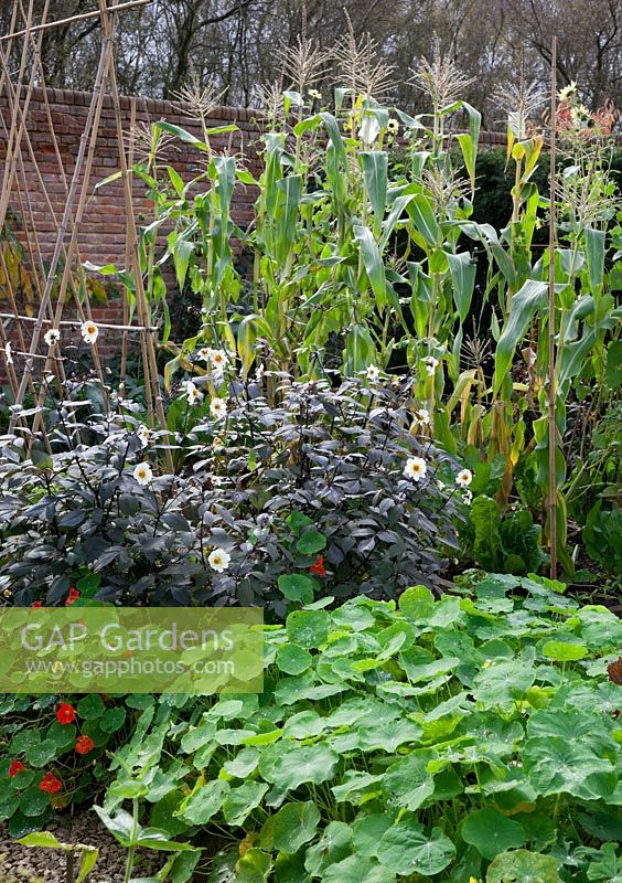 Self seeded Nasturtiums and dark leaved white Dahlias with late crops of Sweetcorn - walled kitchen garden at Brightling Down Farm in October