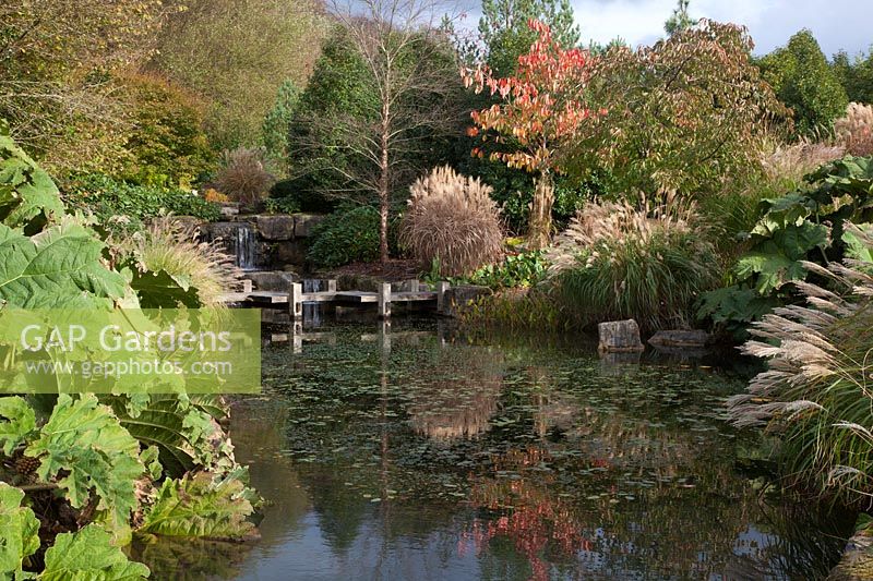The middle pond with Japanese zig-zag bridge. Gunnera, Miscanthus, Prunus,and Pennesetum alopecuroides - Brightling Down Farm