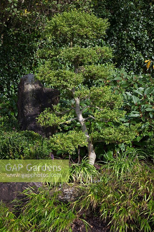 Cloud pruned Buxus - Box tree in a Japanese style garden   underplanted with  Hakonechloa macra and Liriope Muscari - Brightling Down Farm
