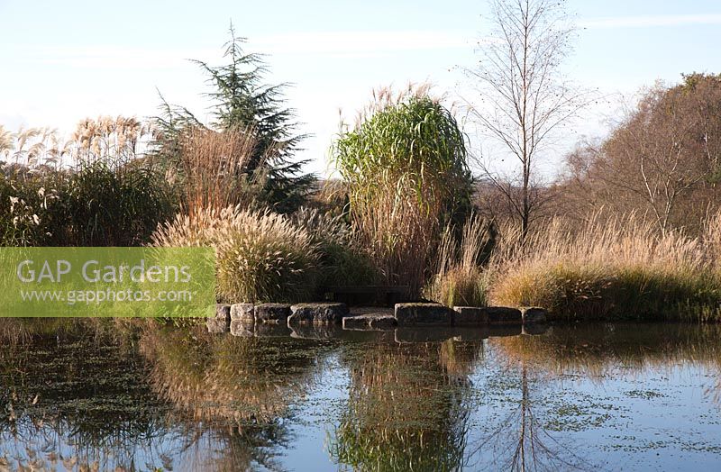 The lower pond with various grasses including  Miscanthus sinensis 'Malepartus'  and Miscanthus sacchariflorus reflected in the late Autumn light - Brightling Down Farm