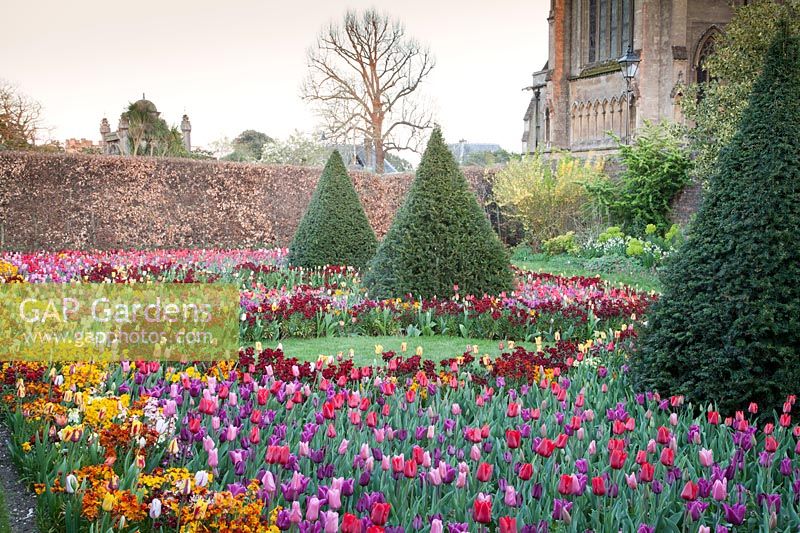 Colourful display of mixed Tulipa, wallflowers  and clipped Yew cones with cathedral beyond Arundel Castle, Sussex in spring. Head Gardener: Martin Duncan