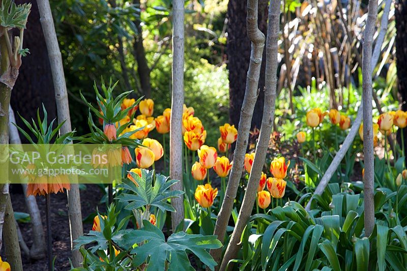 Tulipa 'Olympic Flame' with Fritillaria imperialis - Crown imperial at Arundel Castle, Sussex in spring