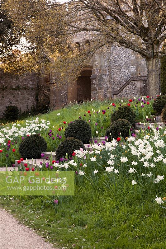 Box balls amongst mixed Tulipa and Narcissus at Arundel Castle, Sussex in spring. Head Gardener: Martin Duncan
