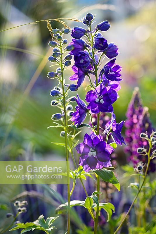Blue Delphinium - BBC Gardener's World Live, Birmingham 2017 - The MS Society 'A Journey to Hope' Garden - Designed by Derby College, Mike Baldwin