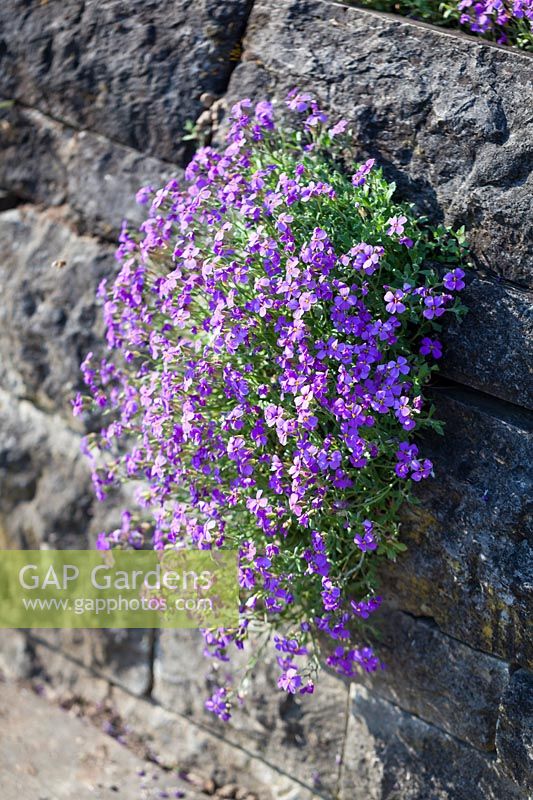 Aubrieta 'Neuling' planted in dry stone wall