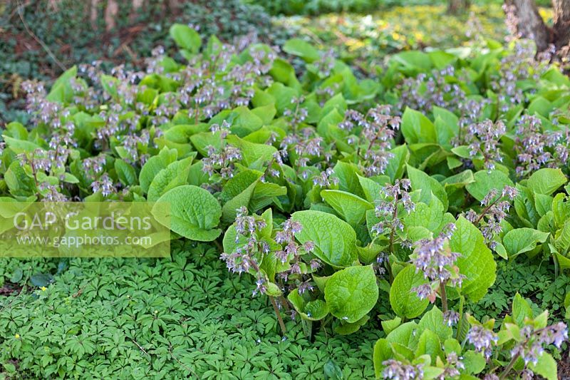 Trachystemon orientalis planted as groundcover underneath trees