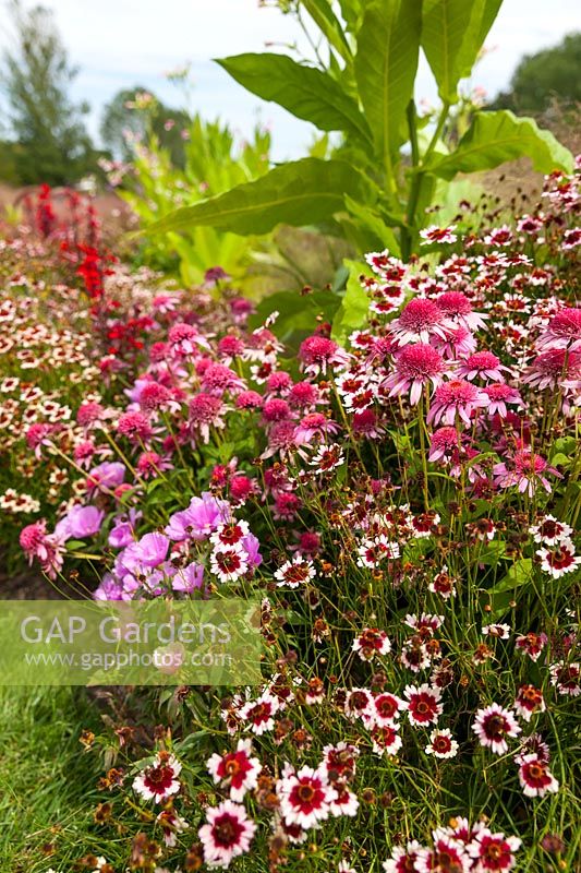 Border with Nicotiana mutabilis 'Marshmallow', Echinacea 'Pink Double Delight' and Coreopsis 'Fruit Punch'