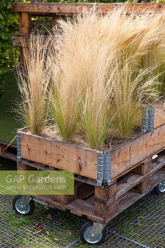 Mobile pallet planted with Stipa tenuissima