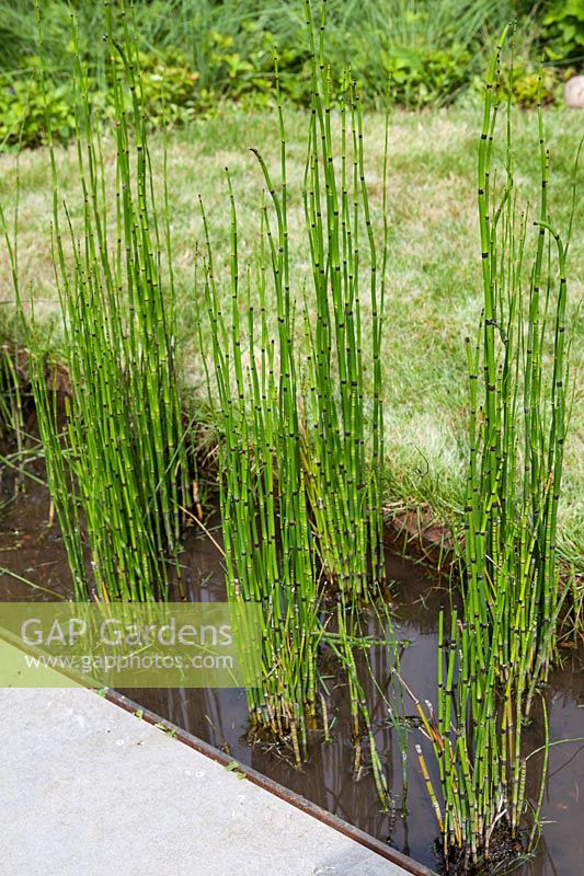 Equisetum hyemale in contemporary pond