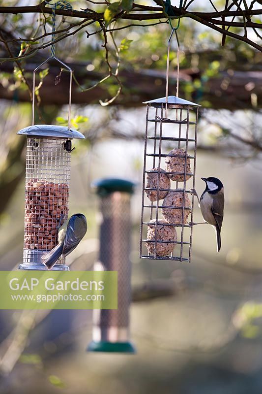 Great Tit and Blue Tit on birdfeeders