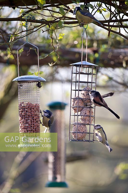 Long-tailed Tit and Blue Tit on feeders