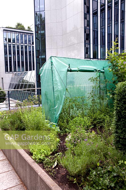 Inner city rooftop garden with plastic greenhouse, herbs, lavender and tomato plants 