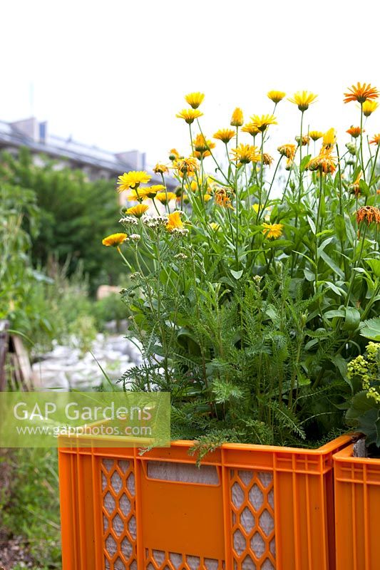 Marigold and yarrow growing in raised orange crate, Prinzessinnengarten Community Garden, Berlin