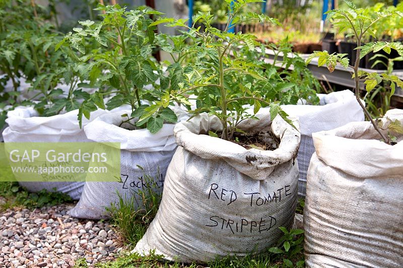 Growing tomatoes in sacks, Prinzessinnengarten Community Garden, Berlin