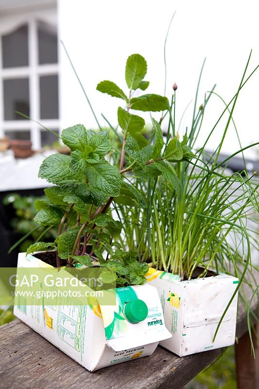 Mentha -Mint and Allium schoenoprasum - chives growing in recycled juice cartons   