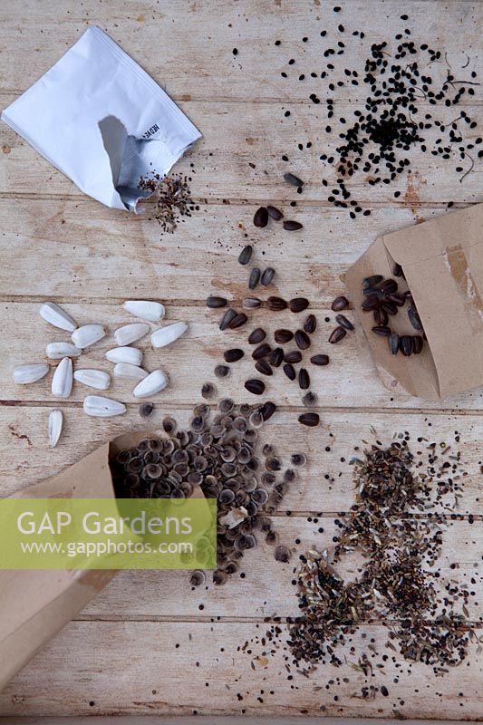 Autumn seed collecting in paper envelopes